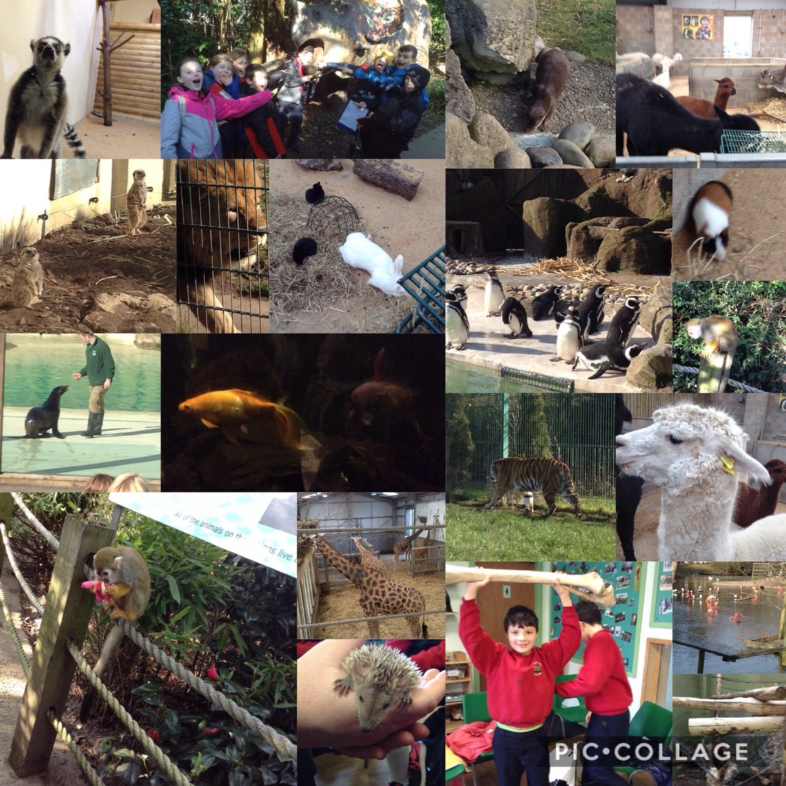 Wyre Class Blackpool Zoo